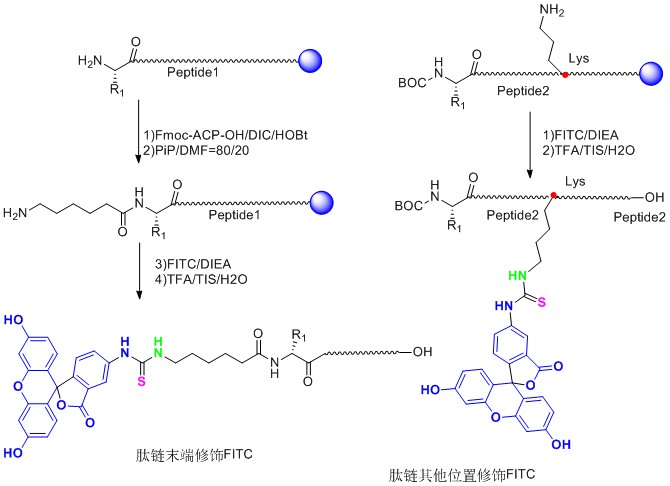 熒光標(biāo)記技術(shù)4